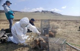 Хөвсгөл аймгийн Жаргалант суманд тарвага сэргээн нутагшуулав