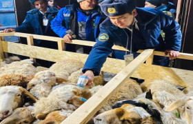 Узбекистан улсад амьд хонь экспортолж эхэллээ