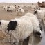 “Монгол мал” үндэсний хөтөлбөр Дорнод аймагт