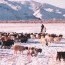 Тува улс руу Монгол улсын 15 аймгаас 680,5 мянган толгой малыг гаргахаар боллоо