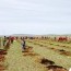 Монголын залуучуудын холбоо 3500 мод тарилаа
