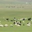 Л.Мөнхбаатар: Монгол удмын малын генийг экспортлох асуудлыг хэрхэн хуульчлах вэ?