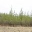 Ногоон хэрэм төслийн хүрээнд ойжуулсан талбайг Өмнөговь аймгийн сум дундын ойн ангид хүлээлгэн өглөө