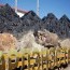 “Эрдэнэс Тавантолгой” компани 40 хоногт 4.2 сая тонн нүүрс борлуулжээ