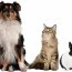 Б.Жаргалмаа: Муур, нохойноос гадна бусад гэрийн тэжээвэр амьтдын асуудлыг оруулсан уу