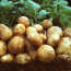 Улаанбуудай, төмсний хэрэгцээг 100, хүнсний ногооны 85 хувийг дотоодын ургацаас хангана