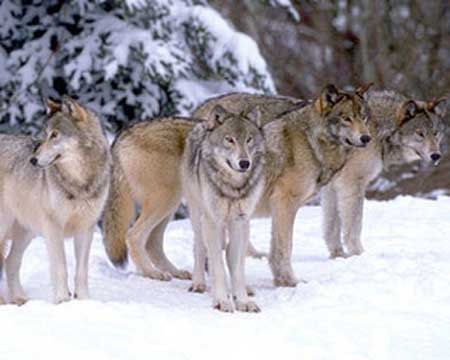  Говь -Алтай аймгийнхан 237 чоно авлалаа