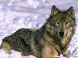 Чонон сүргийн сүүлчийн улиан
