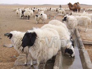 “Монгол мал”үндэсний хөтөлбөртэй уялдуулах үүрэг өгч хуулийн төслийг буцаав