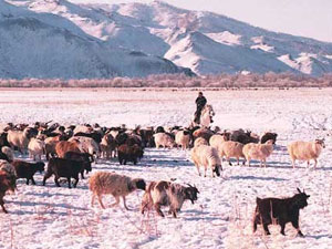 “Монгол мал” үндэсний хөтөлбөрийн төслийн талаар санал солилцох уулзалт болов