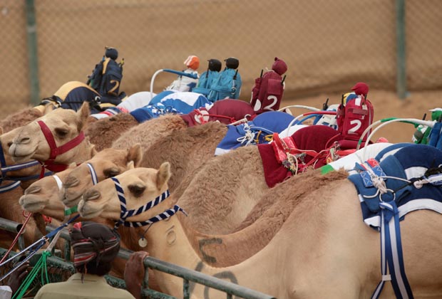 Арабчууд роботоор тэмээгээ унуулдаг