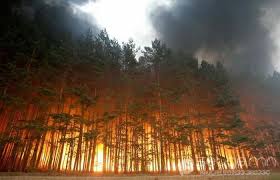 Хөвсгөлд ассан ойн түймрийг цурамд оруулжээ
