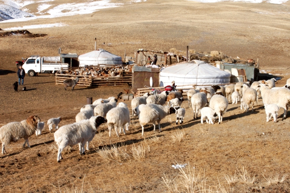 Монгол Улс ОХУ-тай Мал сүргийг эрүүлжүүлэх чиглэлээр хамтран ажиллана