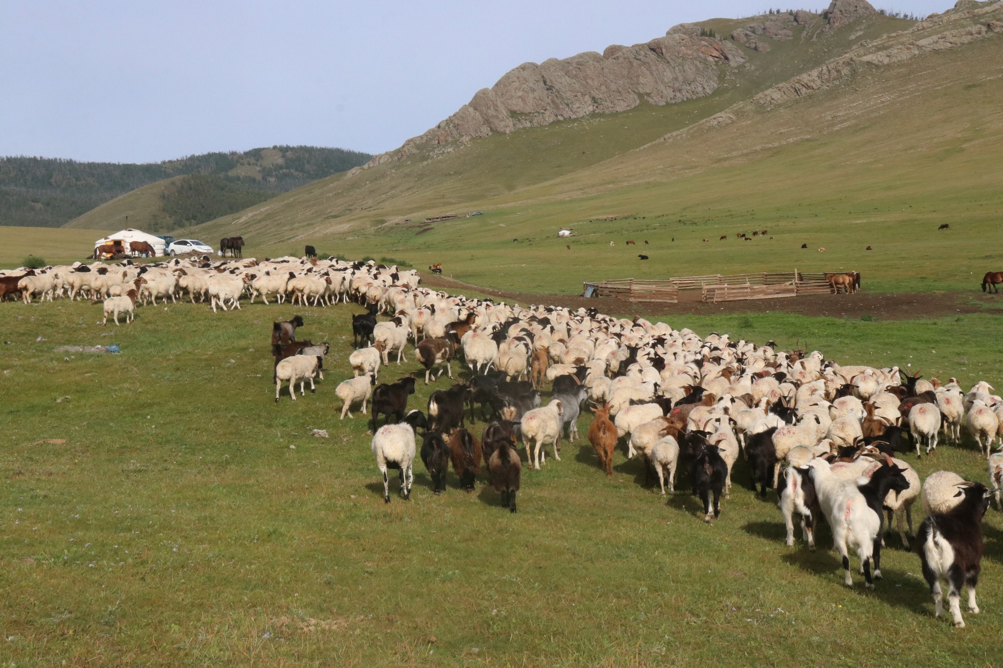 Булган аймгийн 5 суманд “Хурганы тэжээл” төсөл эхэллээ